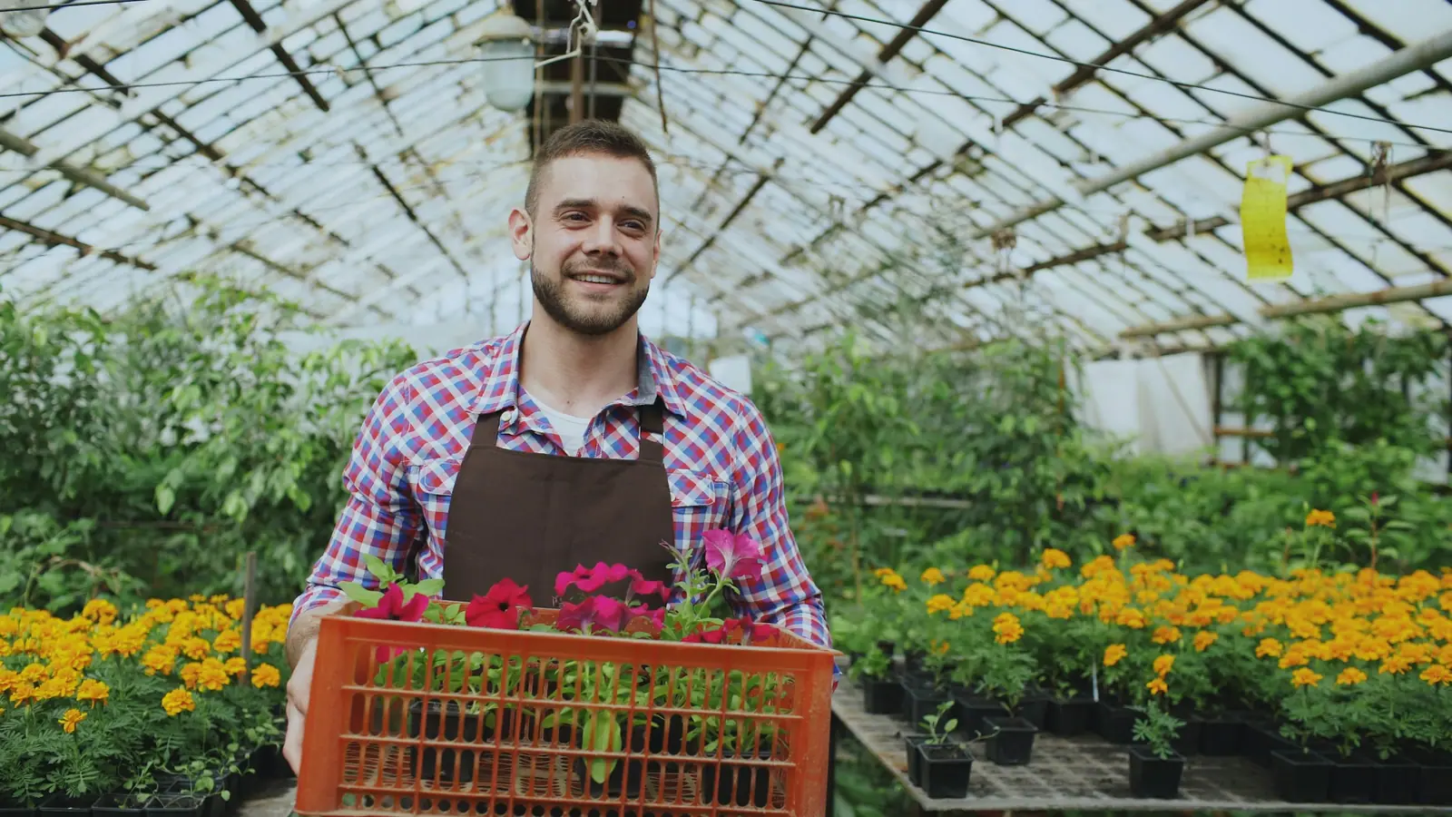 Grower carrying a crate of flowers through his greenhouse